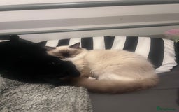Ragdoll cats for sale: Ragdoll Kitten - Image 6