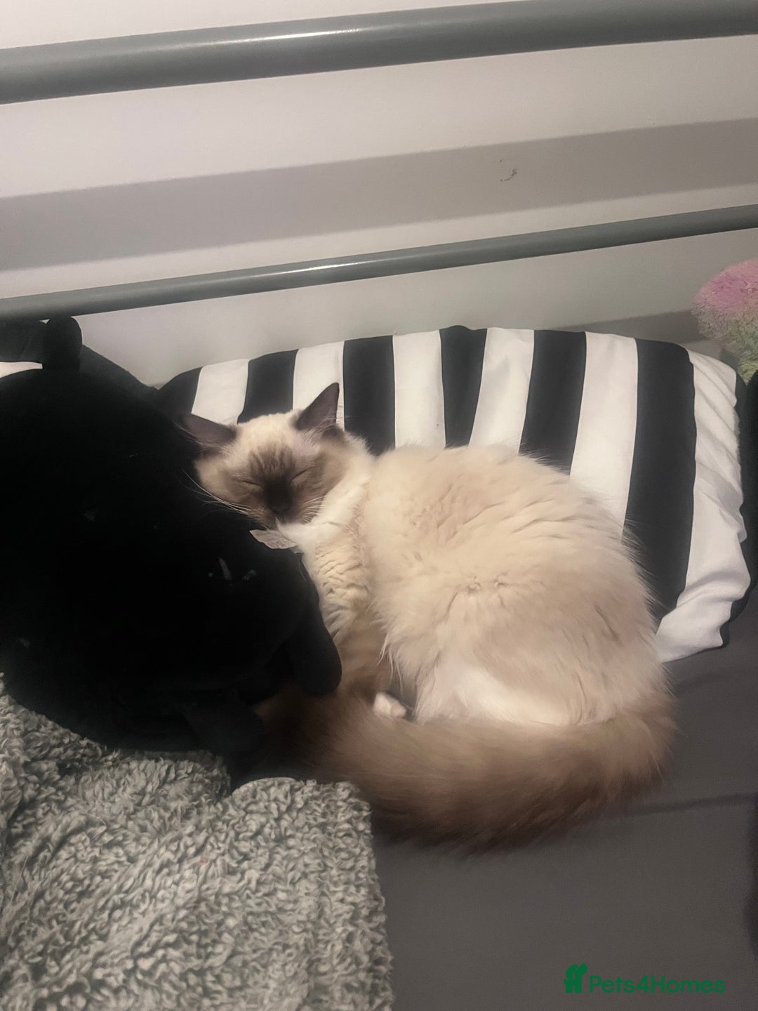 Ragdoll cats for sale: Ragdoll Kitten - Image 6