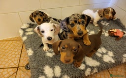 Miniature Dachshund dogs for sale: Gorgeous Miniature Daschund Puppies  - Image 2