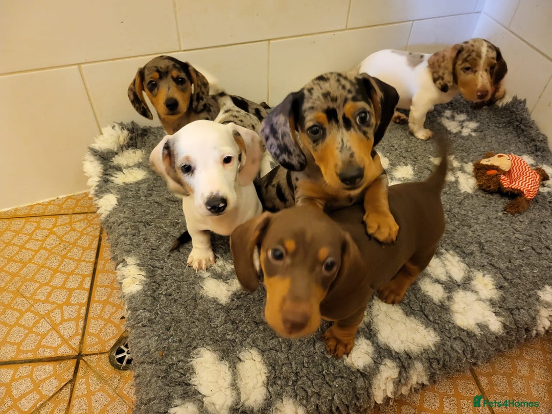 Miniature Dachshund dogs for sale: Gorgeous Miniature Daschund Puppies  - Image 2