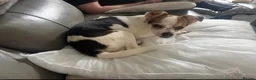 Mixed Breed dogs for sale: New home needed  in Colchester - Advert 2