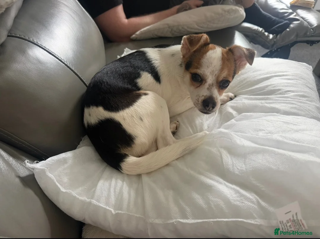 Mixed Breed dogs for sale: New home needed  in Colchester - Advert 2