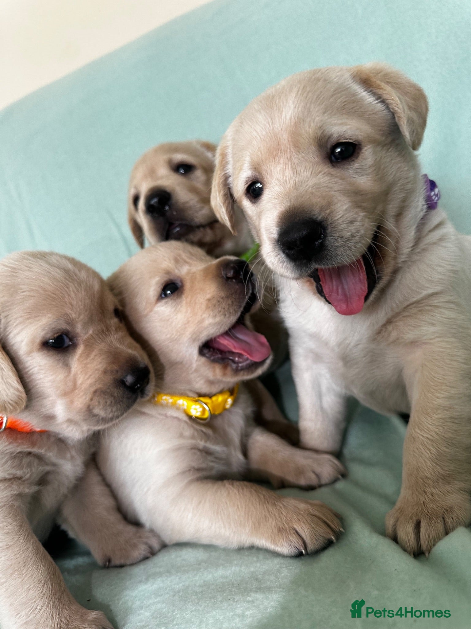 Goldador dogs *Gorgeous Goldador puppies* - Advert 1