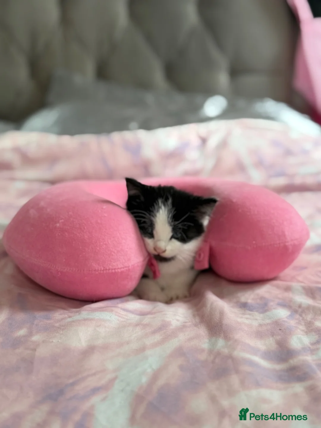 Mixed Breed cats for sale: Gorgeous black and white kittens  - Advert 7