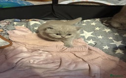 British Shorthair cats for sale: Beautiful British shorthair champion bloodlines - Image 5