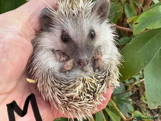 Pygmy Hedgehog rodents 3 baby hoglets looking for 5* home now - Advert 1