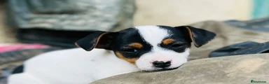 Jack Russell Puppy 1