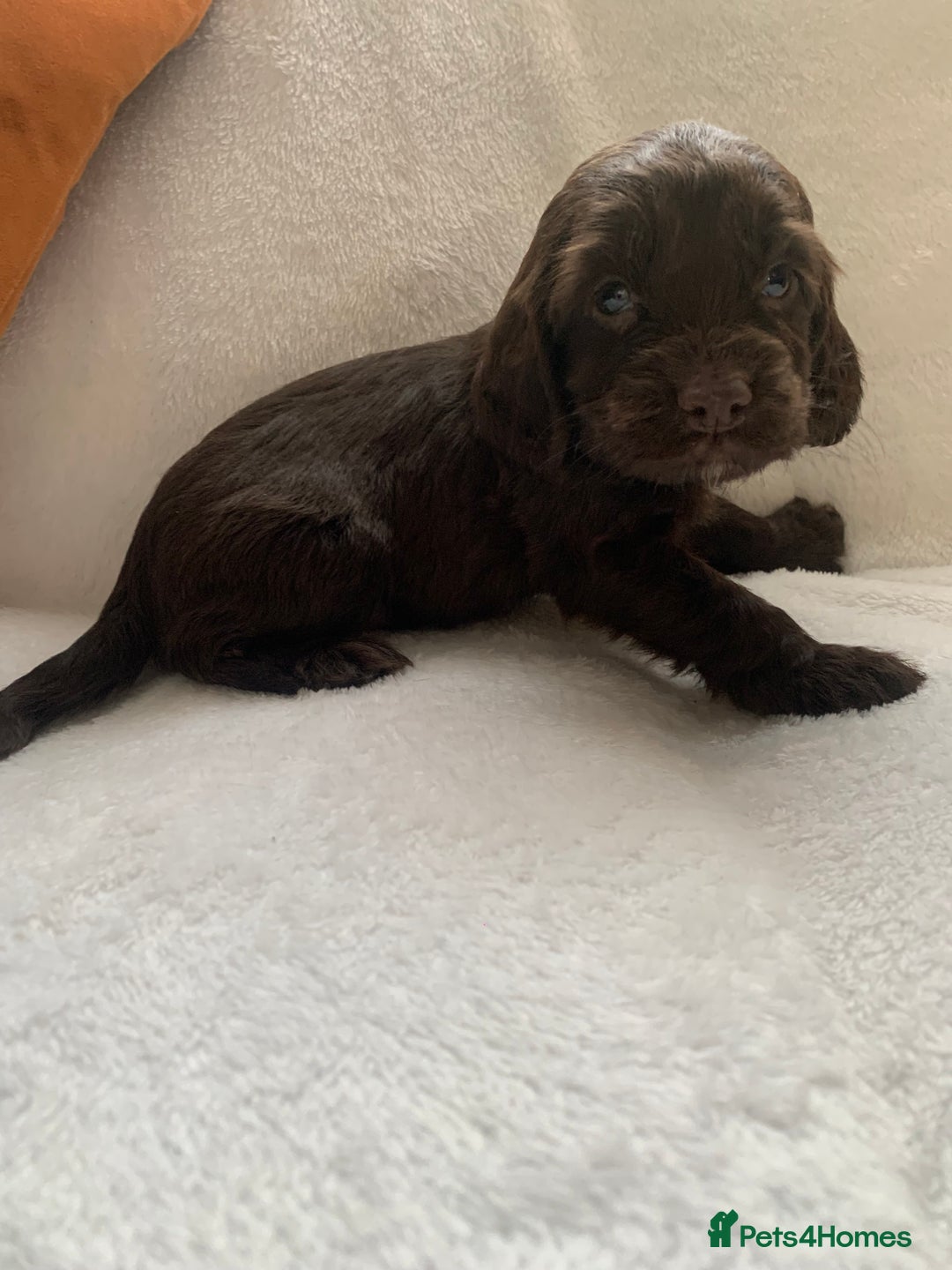 Cocker Spaniel dogs for sale: PURE CHOCOLATE WORKING COCKER SPANIELS  - Advert 23