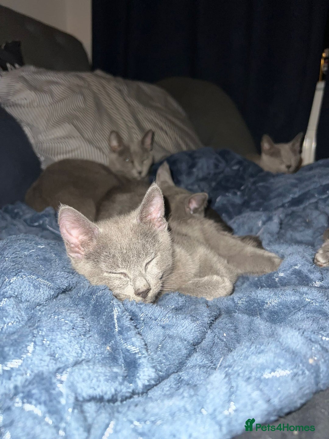 Russian Blue cats for sale: Gorgeous Championship Russian blue kittens  - Advert 32