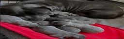 Staffordshire Bull Terrier dogs for sale: Home Well Socialized Staffy Puppies in Reading - Advert 1