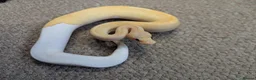 Python Snake reptiles for sale: 2026 Royal Python Hatchlings in Telford - Advert 5