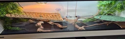 Bearded Dragon reptiles for sale: Male Baby Beardie & Vivarium  - Advert 5