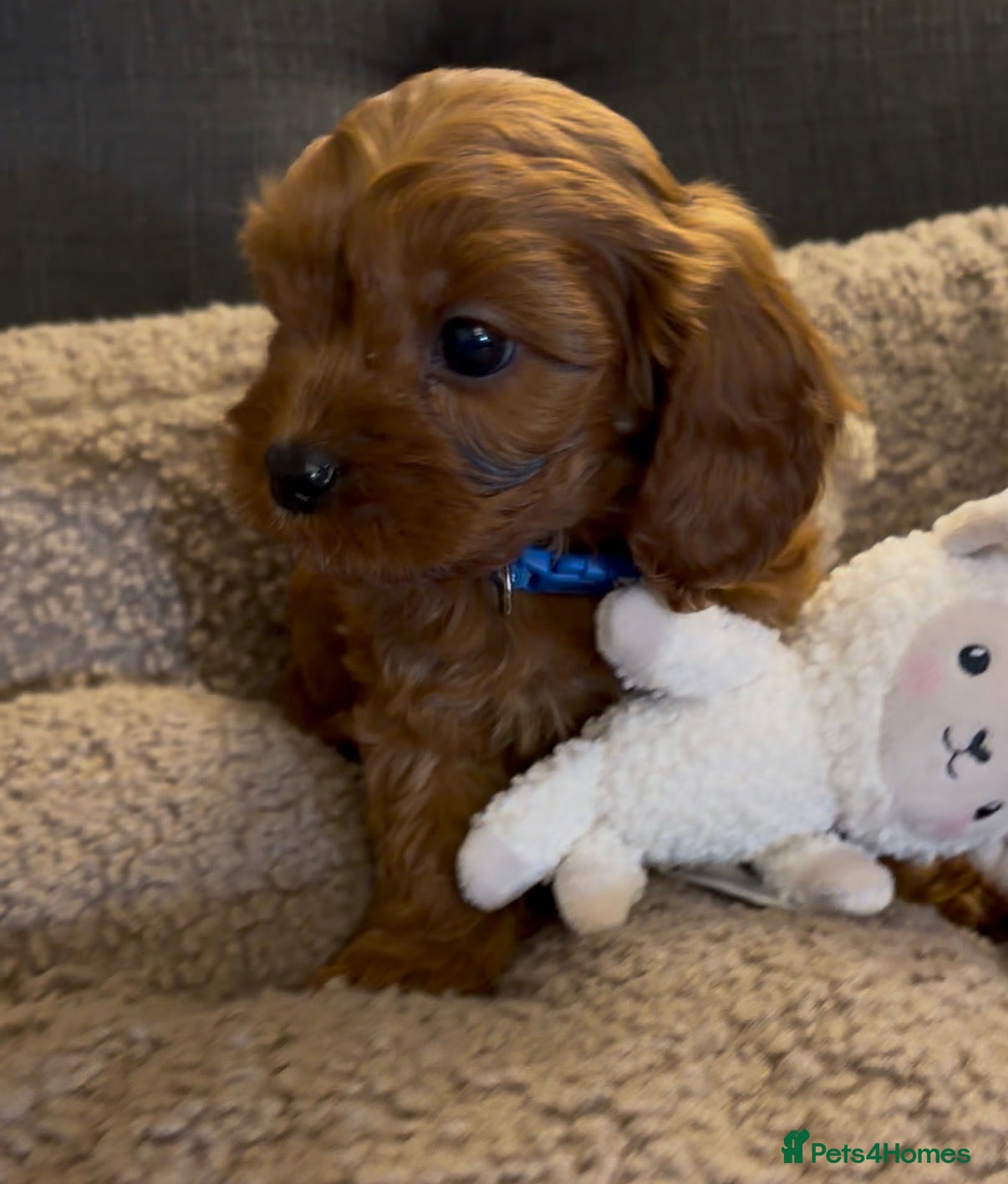 Cavapoo dogs F1 Cavapoo Puppies 🤎 1 red boy available 🤎 - Advert 15