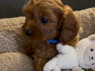 Cavapoo dogs F1 Cavapoo Puppies 🤎 1 red boy available 🤎 - Advert 15