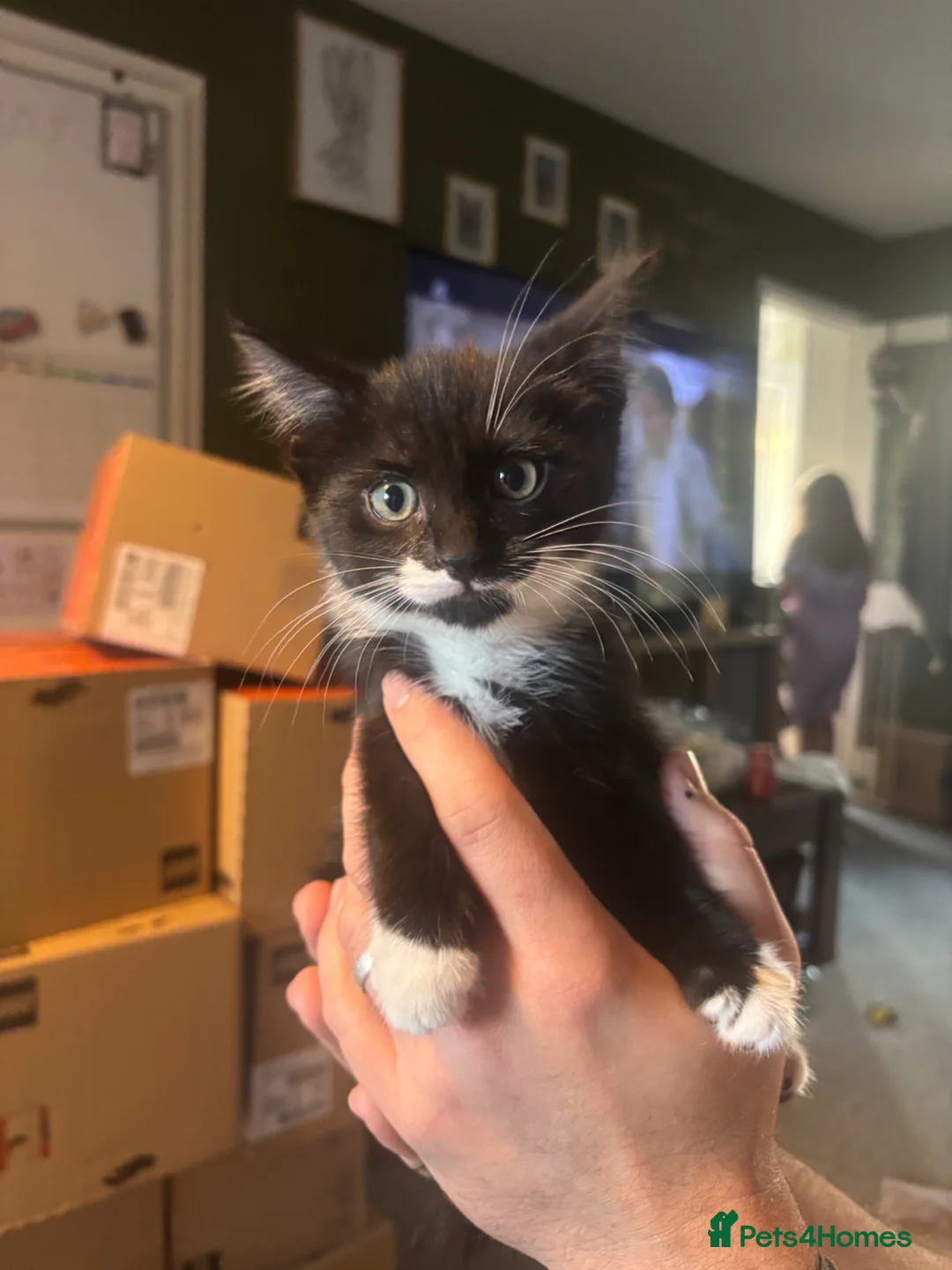 Domestic Shorthair cats for sale: 3 adorable boys available  in Andover - Advert 1