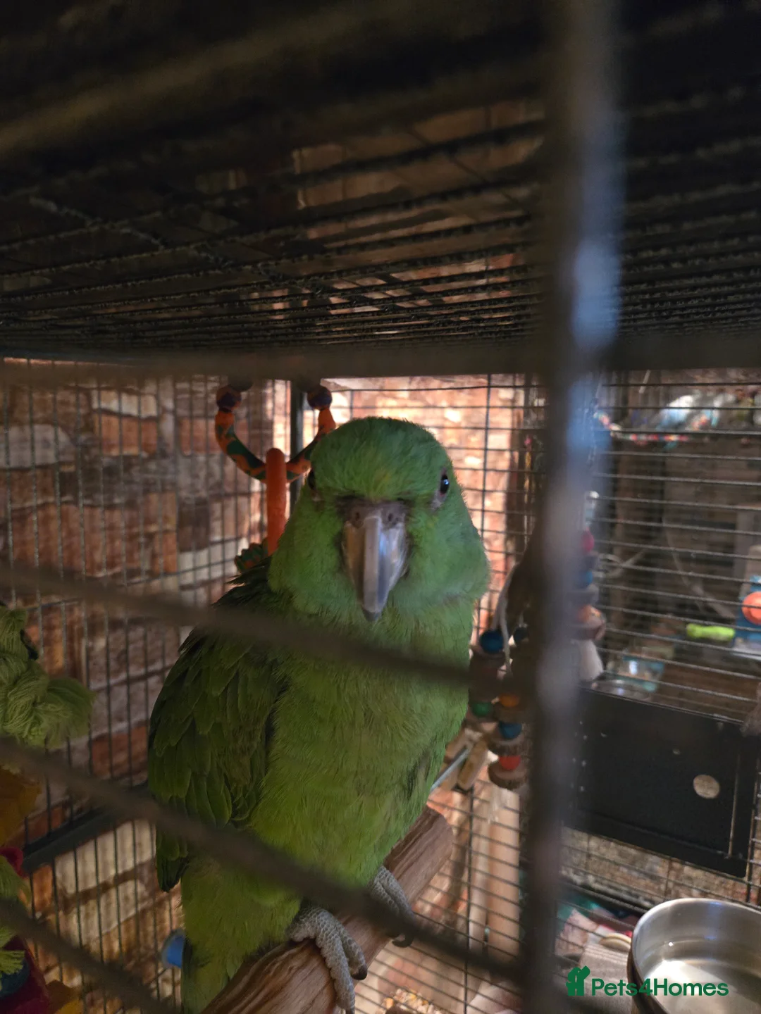 Parrots birds for sale: Amazon parrot  in London - Advert 1