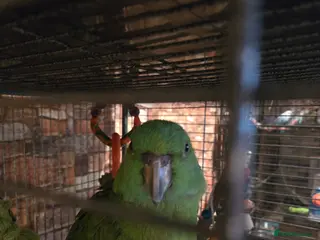 Parrots birds Amazon parrot in London - Advert 10