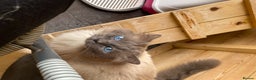 Ragdoll cats for stud: Champion Line Blue Ragdoll - GCCF - STUD ONLY in Swindon - Advert 5