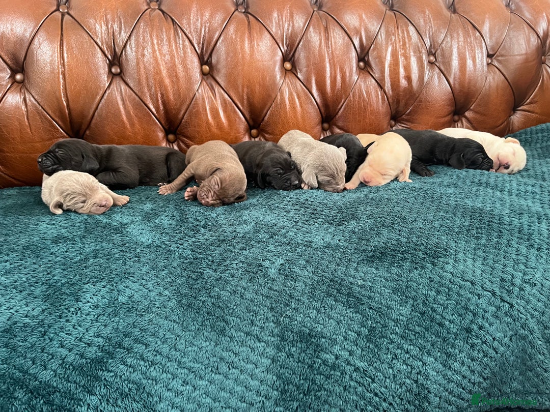 Mixed Breed dogs for sale: 6/9 F2 Weimador / Labmaraner  - Advert 26