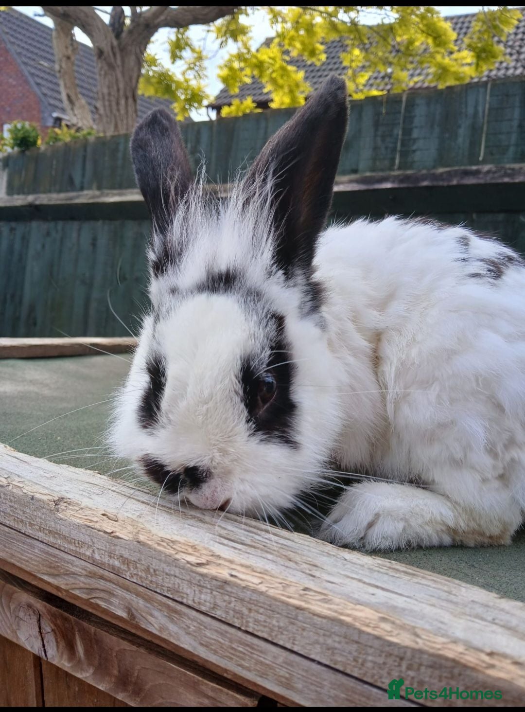 Mixed Breed rabbits Friendly young male bunny rabbits - Advert 4