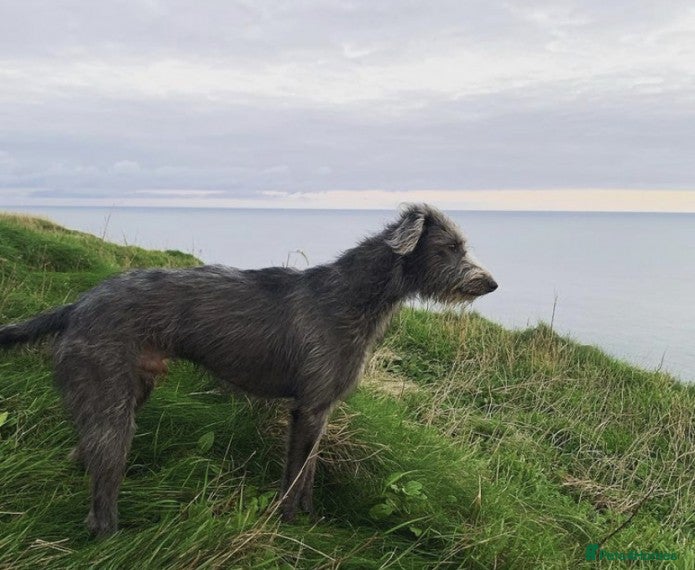 Lurcher dogs Proven CT CLEAR  working beddy  whippet for stud in Malton - Advert 1