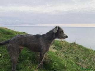 Lurcher dogs in Malton - Advert 2