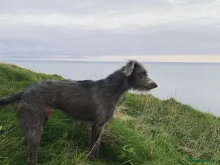 Lurcher dogs Proven CT CLEAR working beddy whippet for stud in Malton - Advert 4