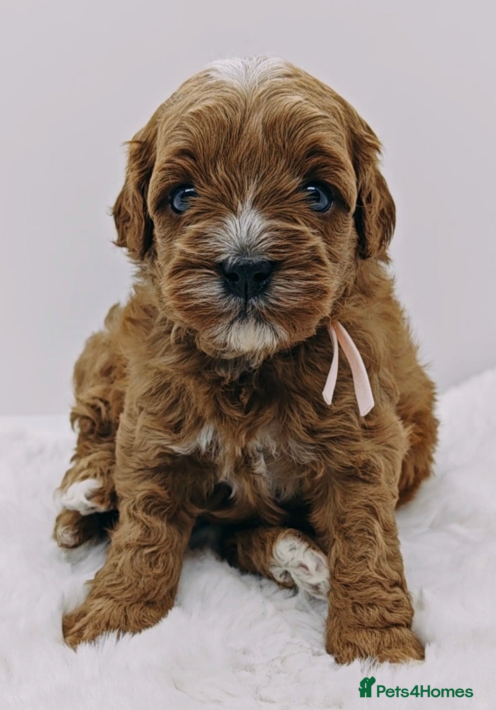 Cavapoo dogs Exeptional Health tested F1b cavapoo puppies  - Advert 6
