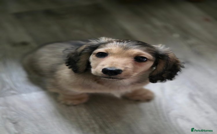 Miniature Dachshund dogs - Advert 1