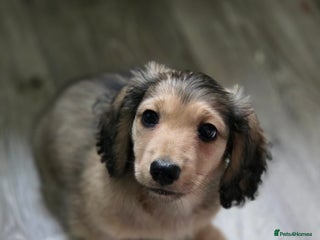 Miniature Dachshund dogs - Advert 23