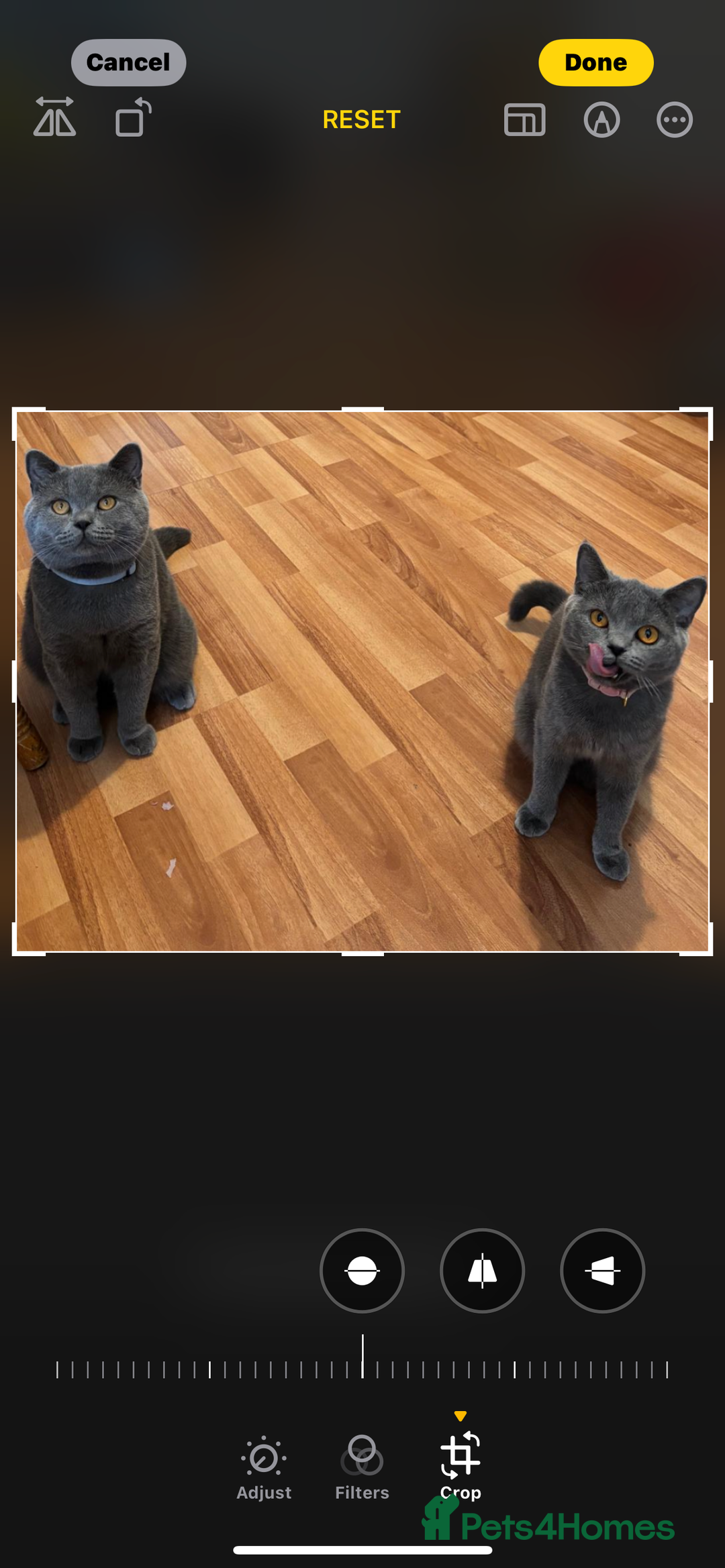 British Shorthair cats for sale: British Shorthair  - Image 3