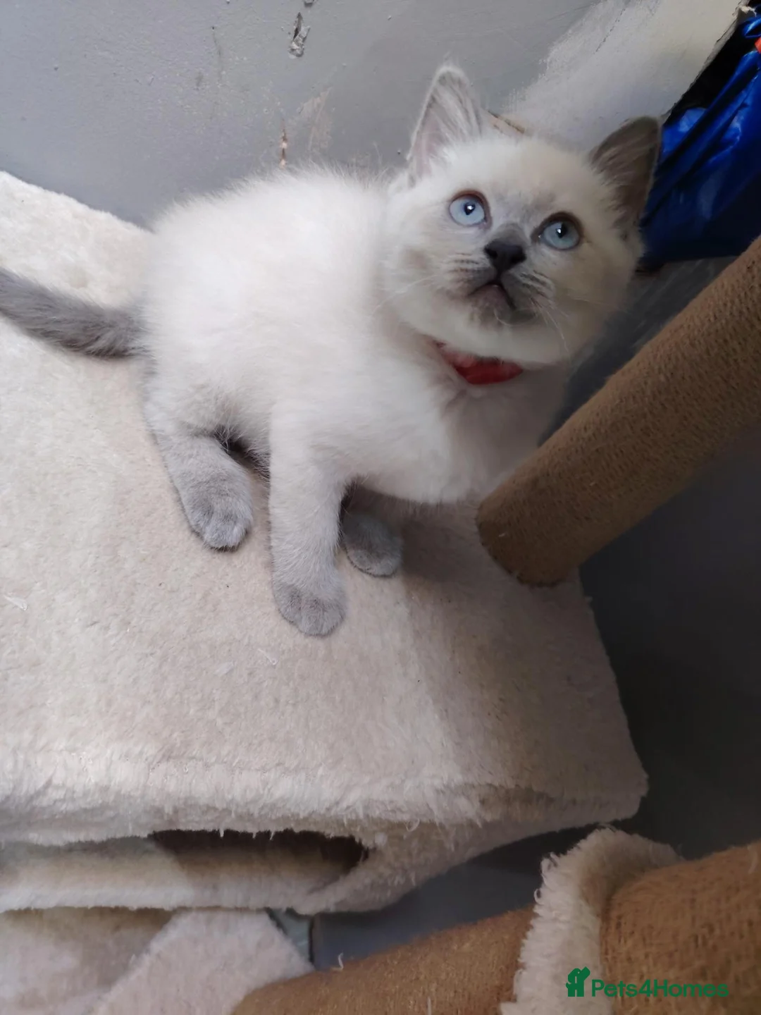 Ragdoll cats for sale: Ragdoll cross British white haired mix - Advert 2