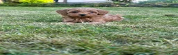 Cavapoo dogs for sale: F1B Cavapoo puppies 🐶 in Neath - Advert 6