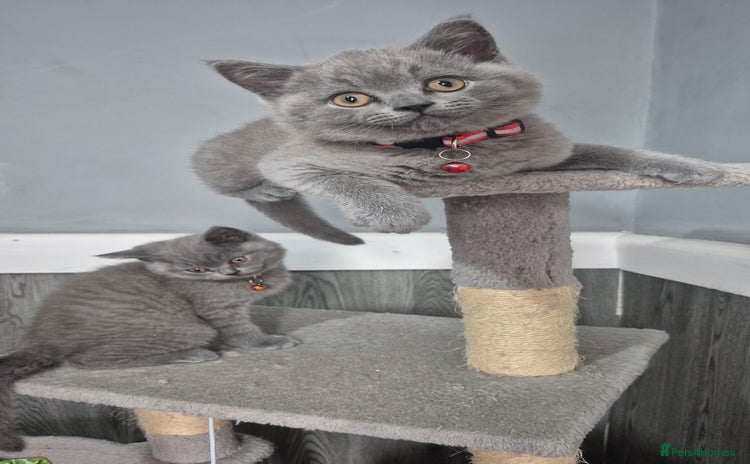 British Shorthair cats - Advert 5