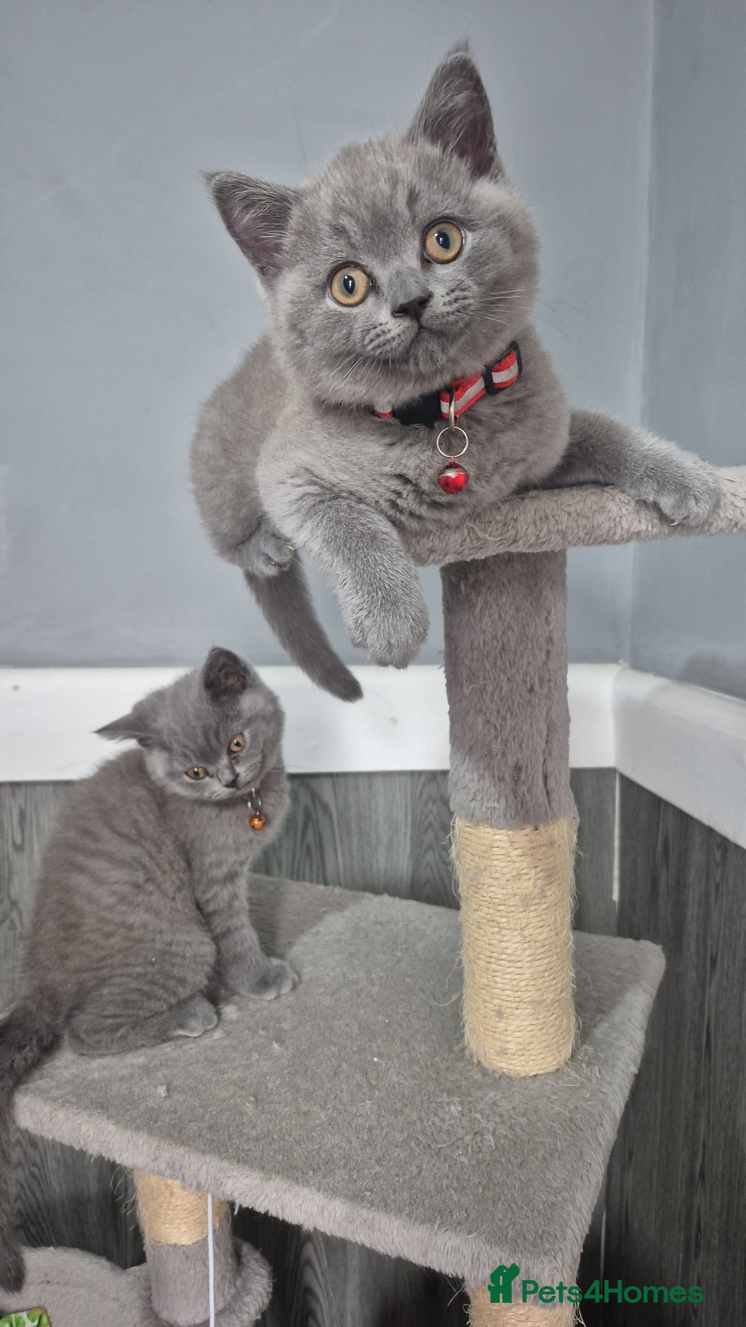British Shorthair cats for sale: BSH blues  - Image 1