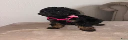 Cavapoo dogs for sale: F1 Cavapoo Puppies  - Advert 17