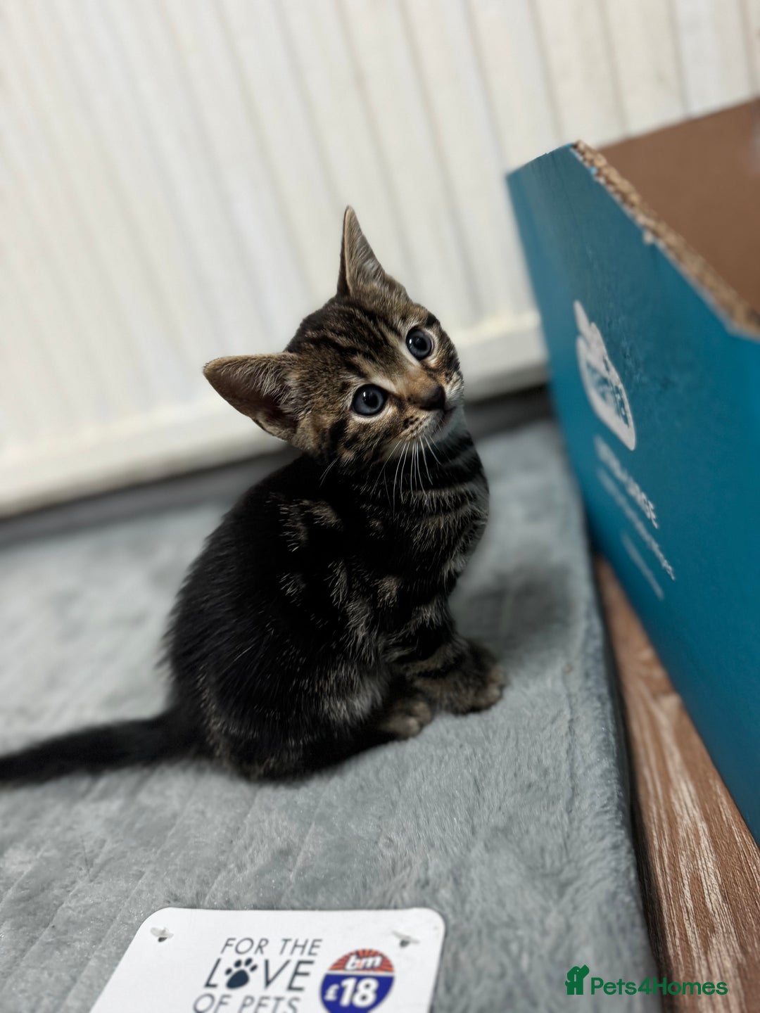 Bengal cats for sale: Half bengal kittens - Image 10