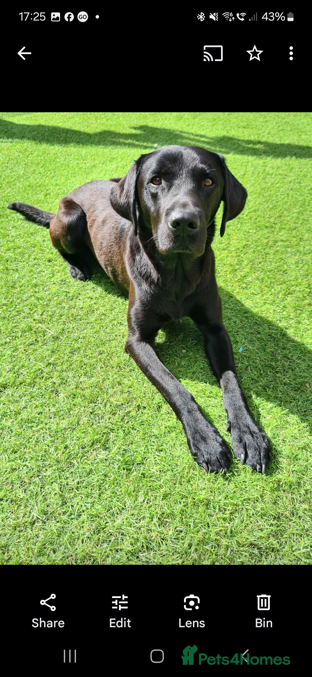 Labrador Retriever dogs for stud: Black kc registered stud proven  in Loughborough - Advert 2