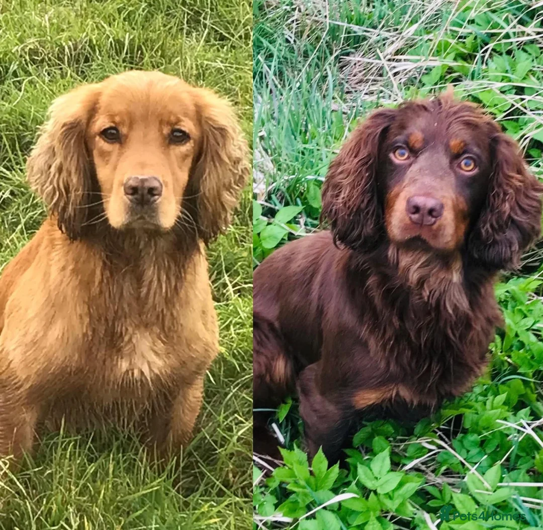 Cocker Spaniel dogs for stud: kc reg health tested working cockers - Advert 1