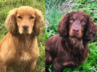 Cocker Spaniel dogs kc reg health tested working cockers - Advert 7