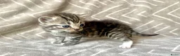 Mixed Breed cats for sale: British Blue/Silver Tabby Babies - Advert 12