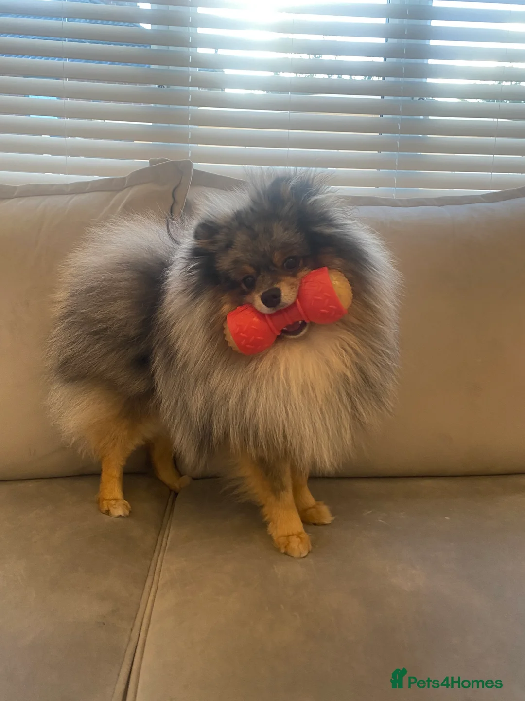 Pomeranian dogs for stud: Merle Pomeranian Stud  in Liverpool - Advert 12