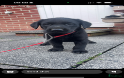 Labrador Retriever dogs for sale: 1 yellow GIRL LEFT KC reg LABRADOR PUPS - Image 5