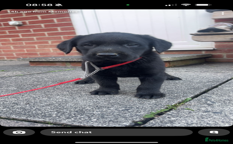 Labrador Retriever dogs - Advert 15