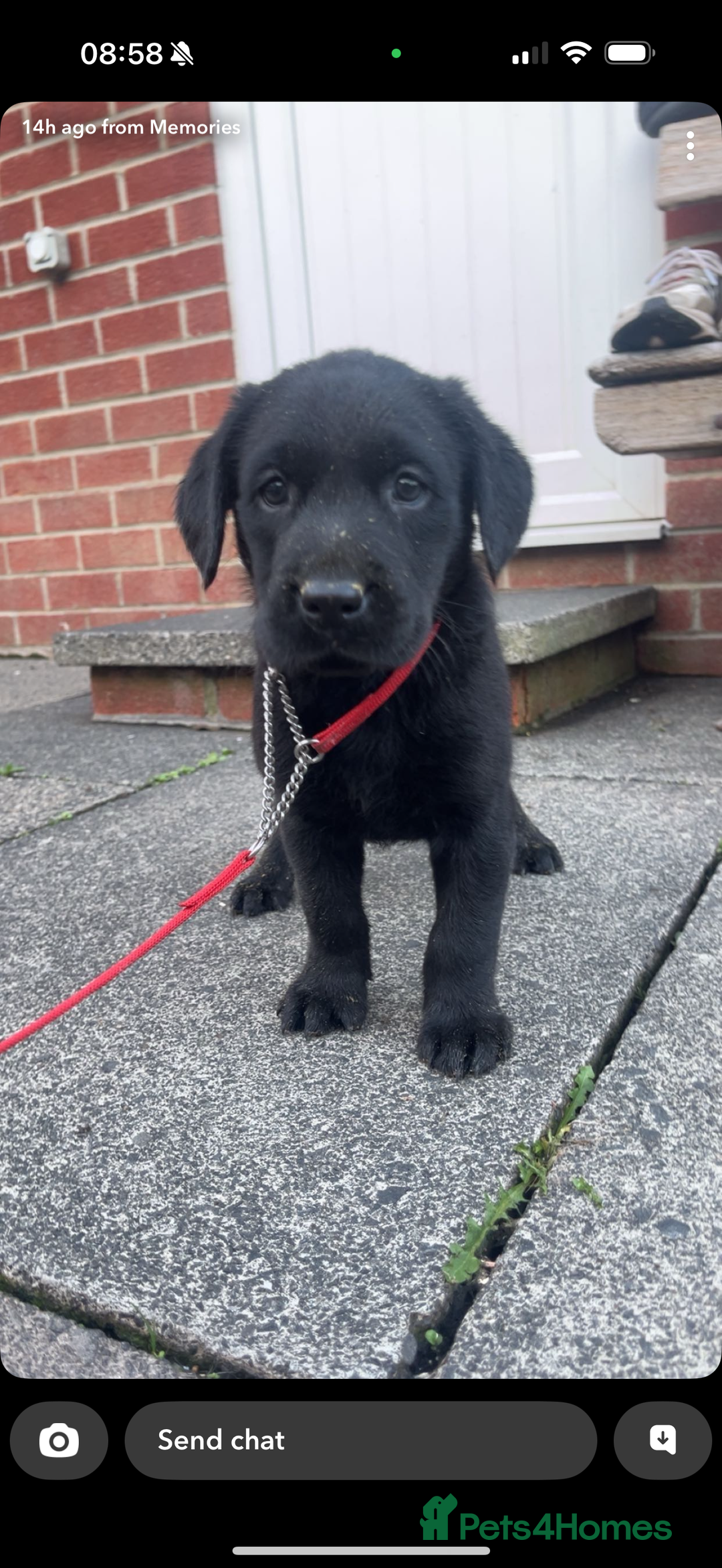 Labrador Retriever dogs for sale: 1 yellow GIRL LEFT KC reg LABRADOR PUPS - Image 5