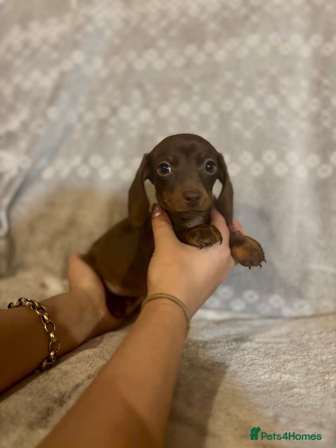 Miniature Dachshund dogs for sale: Miniature Dachshunds  - Advert 1