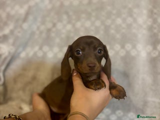 Miniature Dachshund dogs Miniature Dachshunds - Advert 1