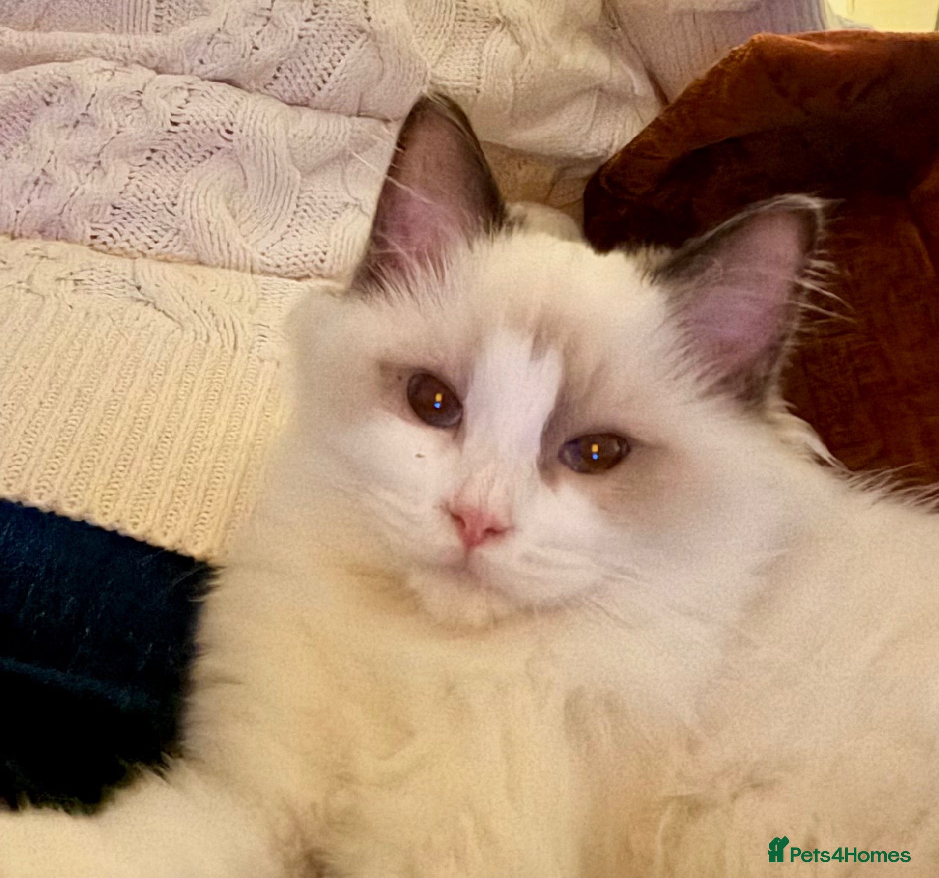 Ragdoll cats Seal bicolour male TICA registered kitten - Advert 1
