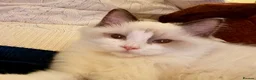 Ragdoll cats for sale: Seal bicolour male TICA registered kitten - Advert 1