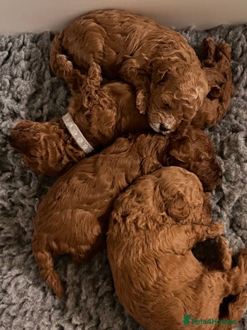 Toy Poodle dogs - Advert 3